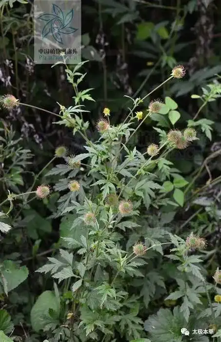 追风草见过吗祛风除湿散瘀消肿治腰腿痛跌打损伤