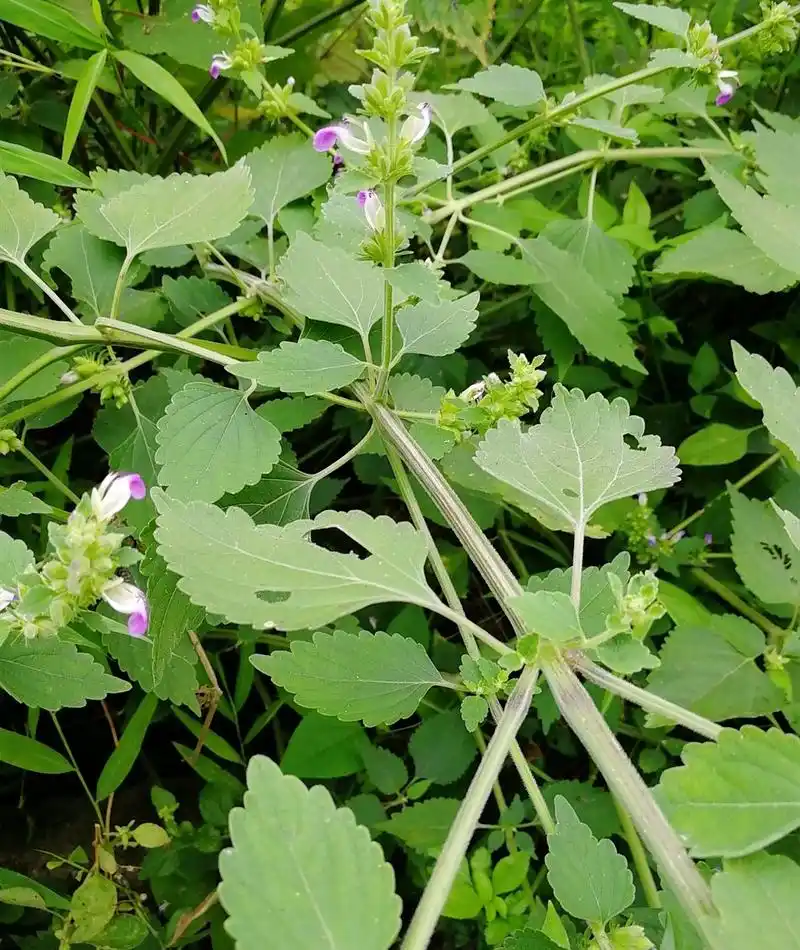 农村这种植物你认识吗?这是农村最常用的中草药,不得不认识