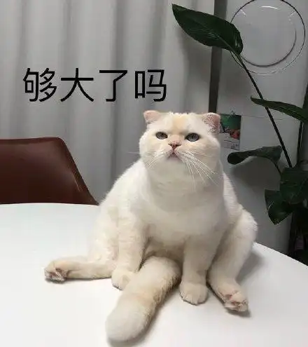 够大了吗(猫咪)_猫咪表情