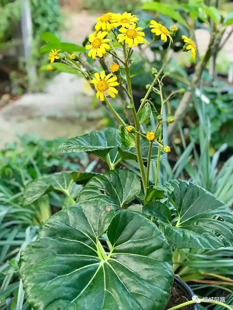 一日一花|大吴风草