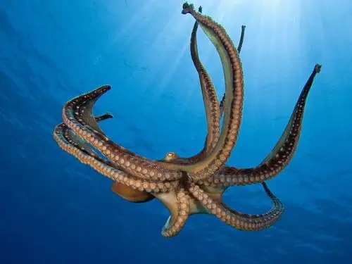 章鱼乌贼鱿鱼有啥不一样食用方法有什么不同