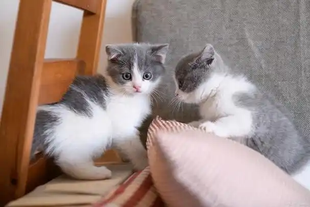 美短蓝白猫的饲养方式