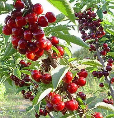 樱桃苗批发乌克兰玛瑙红黑珍珠美早黑珍基地现挖现发量大从优