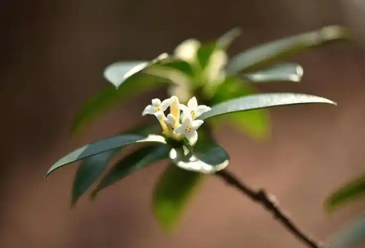 瑞香花叶子下垂不知怎么办?小编教你这些方法解决!