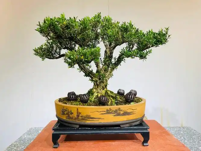 中小品黄杨黑檀