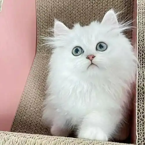 金吉拉猫咪找新家900抱回家哦