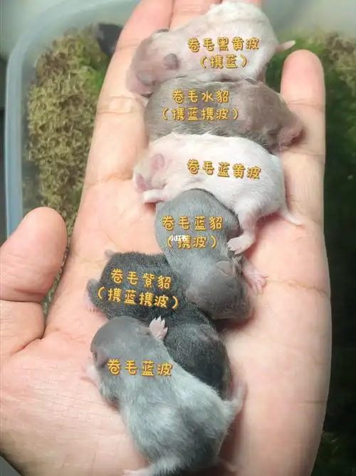 91神奇的一窝蓝波及蓝波同窝集齐了