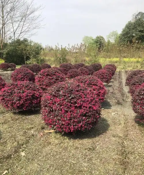 成都精品红花继木球价格红花继木球基地直销
