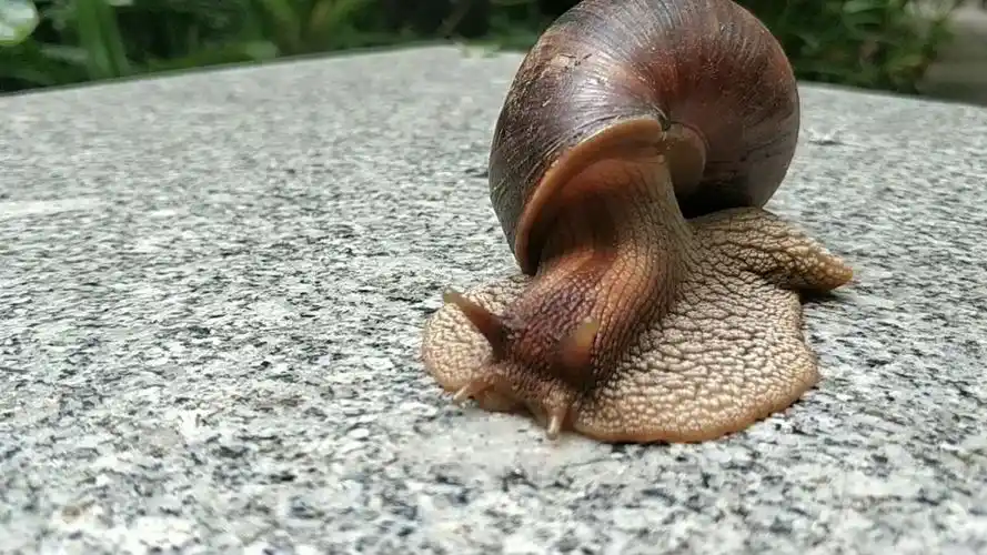 广州阴天的公园里随处可见这种大蜗牛96