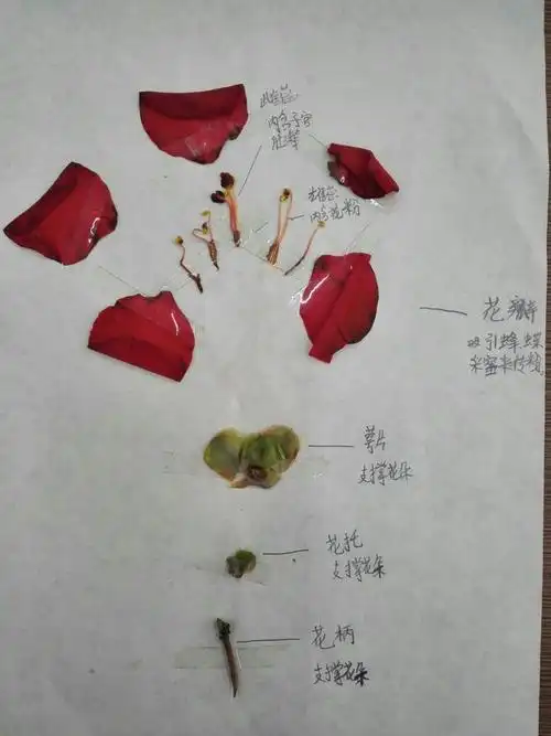 《花的结构》标本制作活动总述