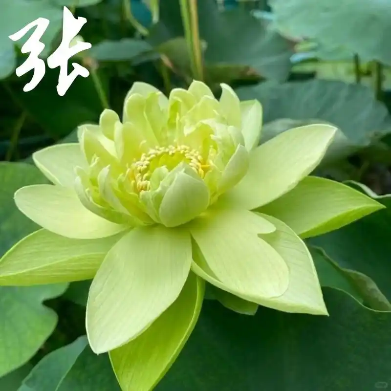 微信头像花姓氏 花开富贵03,年年好运99~ 每一朵花都有属于它的