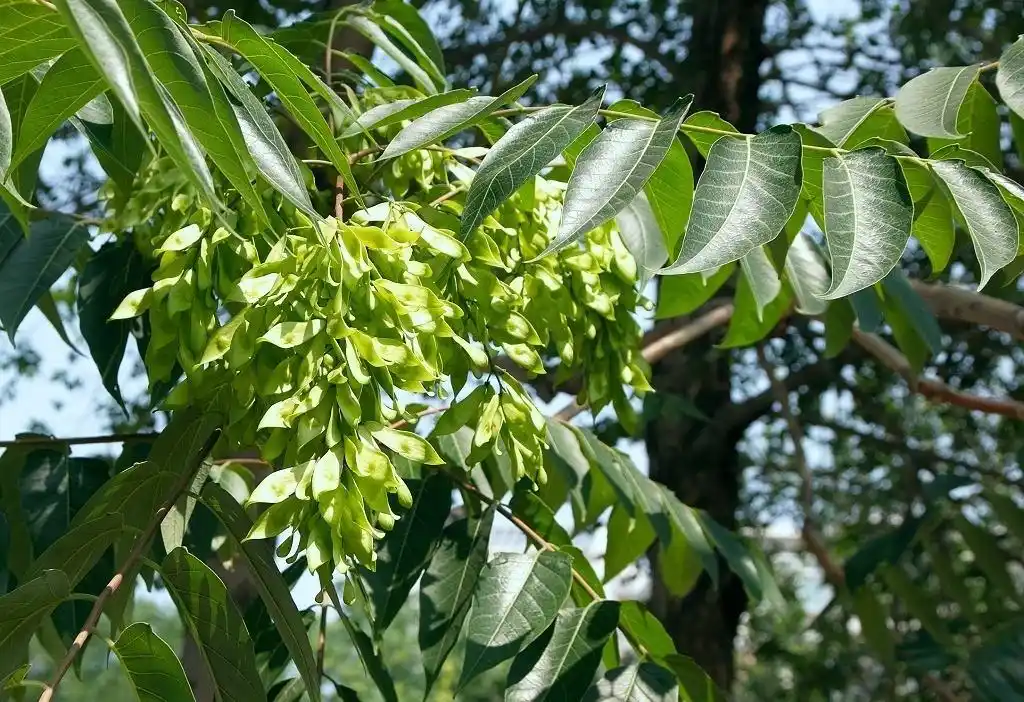 椿树在农村被称为树王椿树都有啥用呢为啥种植变少了