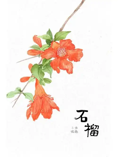 古风水彩石榴花