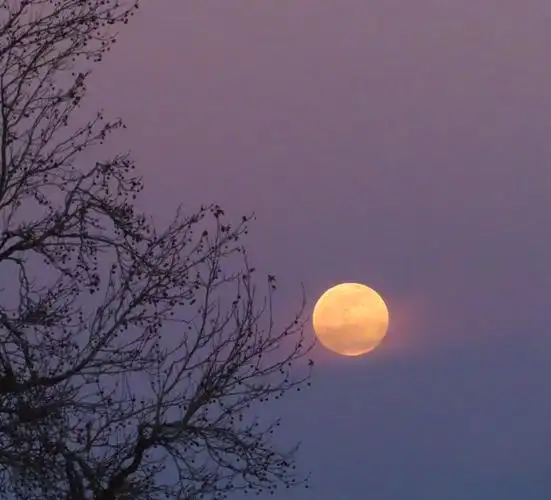 24pm :  月挂树梢