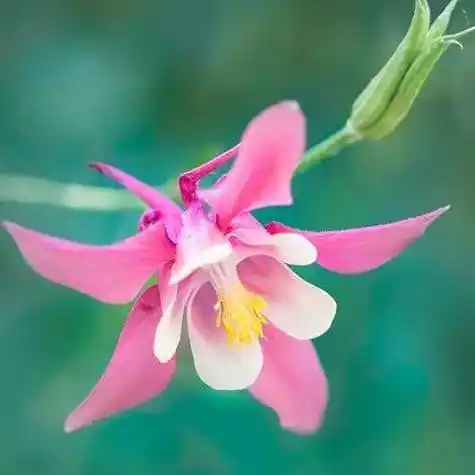 中老年头像大全:好看的花朵微信头像图片_人生