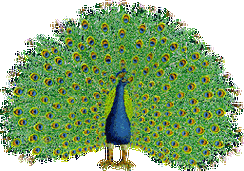 难得一见的孔雀开屏,见者吉祥.太漂亮了!