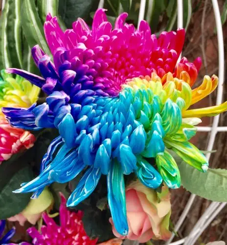 开封菊花节的七彩菊各外美.