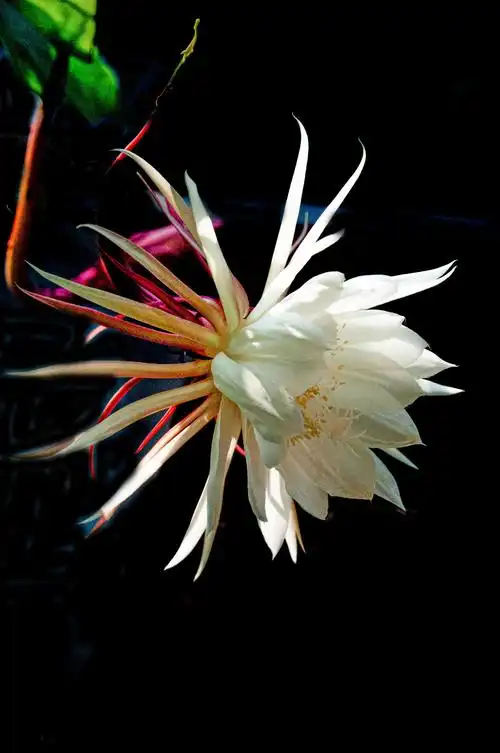 昙花开放,美丽高贵,清香四溢.