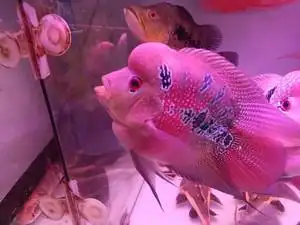 十八罗汉热带鱼