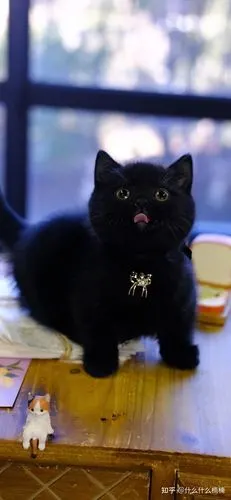 纯蓝曼基康纯黑曼基康英短银渐层找新家