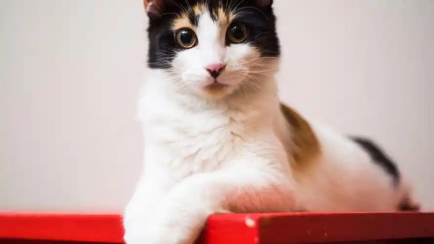 猫宽屏动物儿童桌面专用萌宠动物壁纸