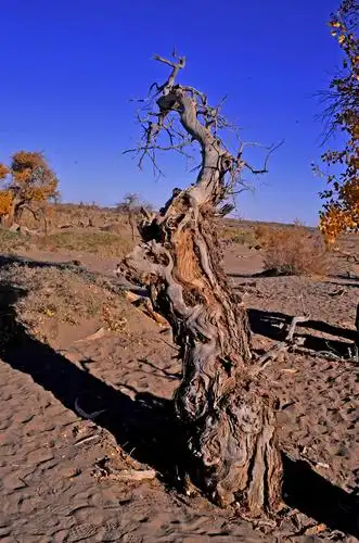 内蒙额济纳旗枯树林