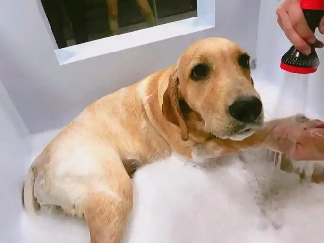 拉布拉多犬毛发粗糙