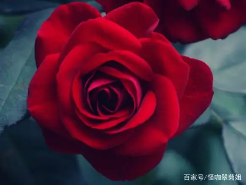 鲜花欣赏:看起来美艳绝伦的鲜花图片,非常漂亮