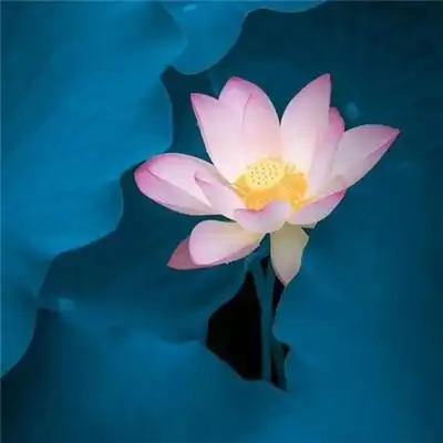 莲花图片头像大全 修行人静心修心莲花淡雅禅意图片头像