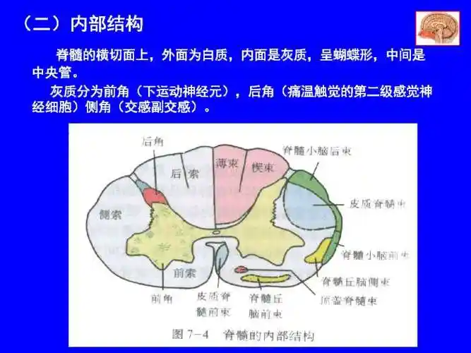 脊髓病变课件ppt