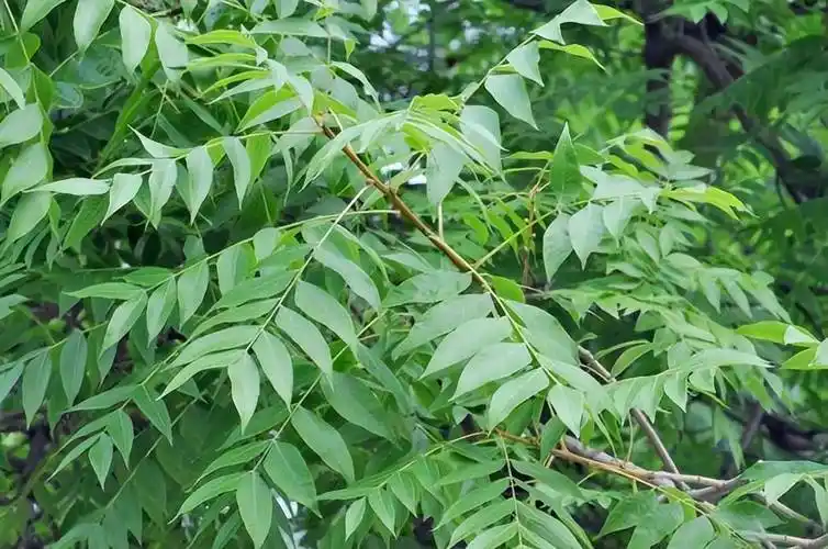 苦楝树叶治疗皮肤病(苦楝树叶煮水洗澡治皮肤痒)