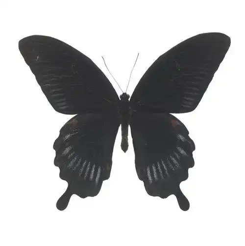 无人,竖图,室内,特写,白天,白色背景,正面,蝴蝶,阴影,反射,昆虫,影子