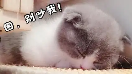 小奶猫:想睡觉好难呀!别吵我,烦!