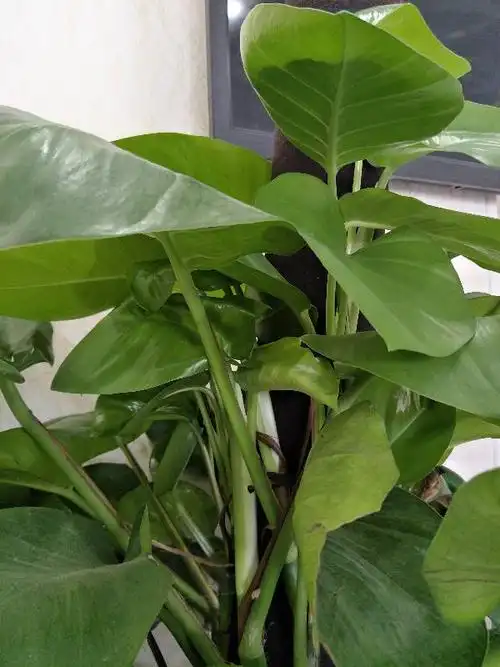 体检科看到的,大绿叶,手指粗的茎,请问是什么植物?