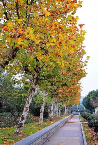 不恰当的,这个名字来源于一个误会中国最早被大量当作行道树的悬铃木