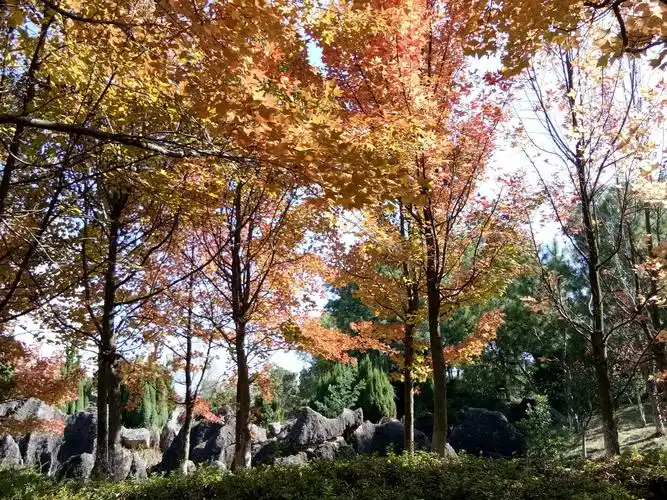 秋天,那遍漂亮的枫香林