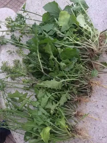 请问这是可以吃的蒲公英吗?