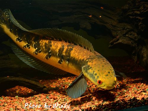 雷龙鱼合集猛鱼凶猛观赏鱼淡水鱼大型流域包邮各现货鱼