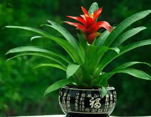 鸿运当头的养殖方法和注意事项鸿运当头花枯萎了咋办