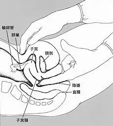 pelvic exam nci-vol-zh-1786-300.jpg