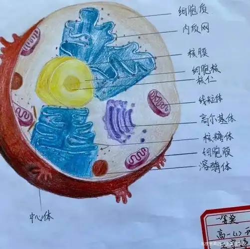 把细胞画出来——生物绘图比赛兴趣浓——北京宽高四子王实验学校