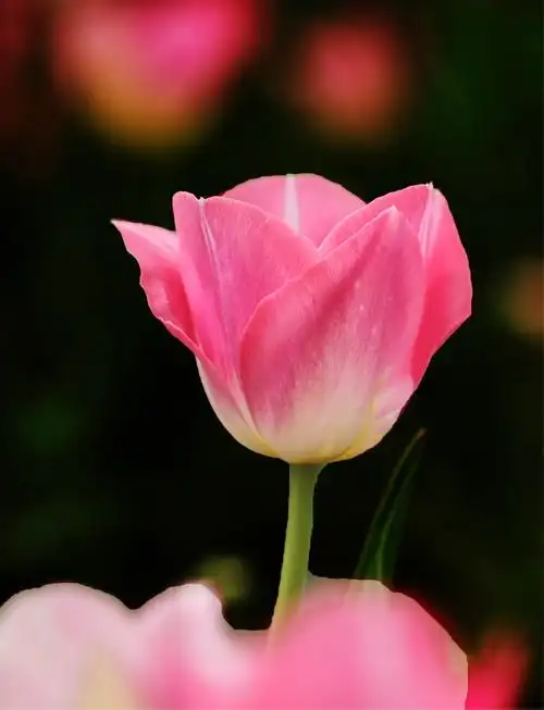 恋上一朵郁金香