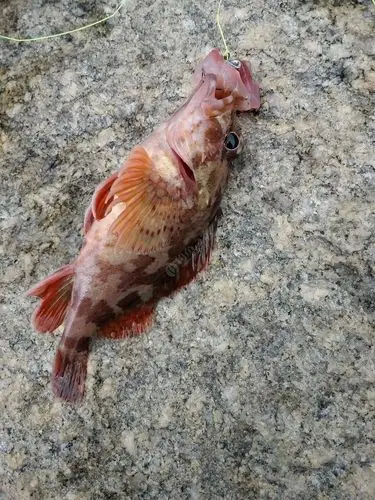 前面又上几条两指大的,就放生了,以后可能钓到的大石狗公就是它们了