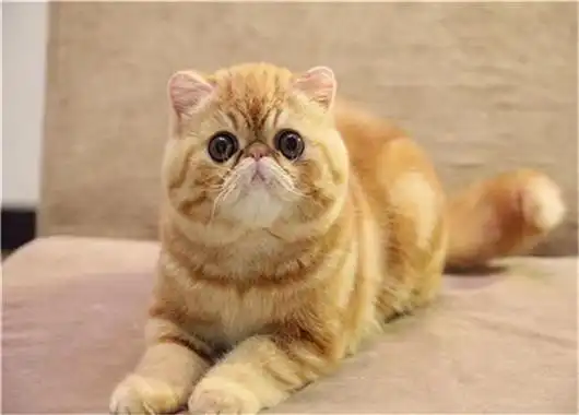 「图」加菲猫猫舍直销 水滴眼眼鼻一线 纯种健康幼猫异短-那曲宠物猫