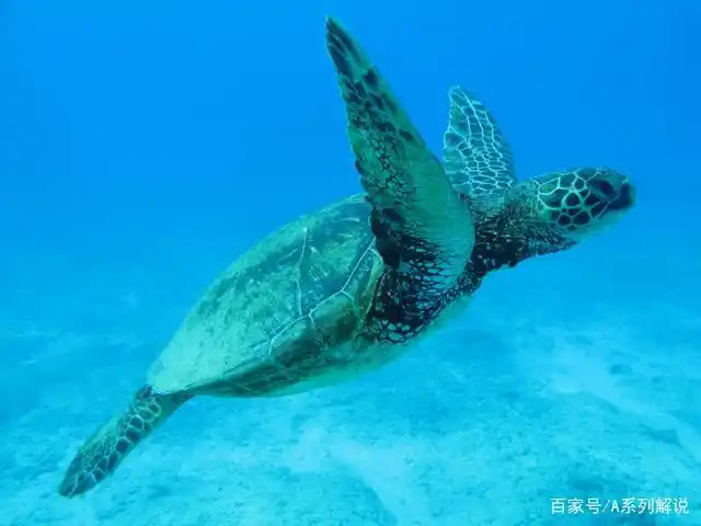 《海洋里的海龟》白日鼠-协助拍摄