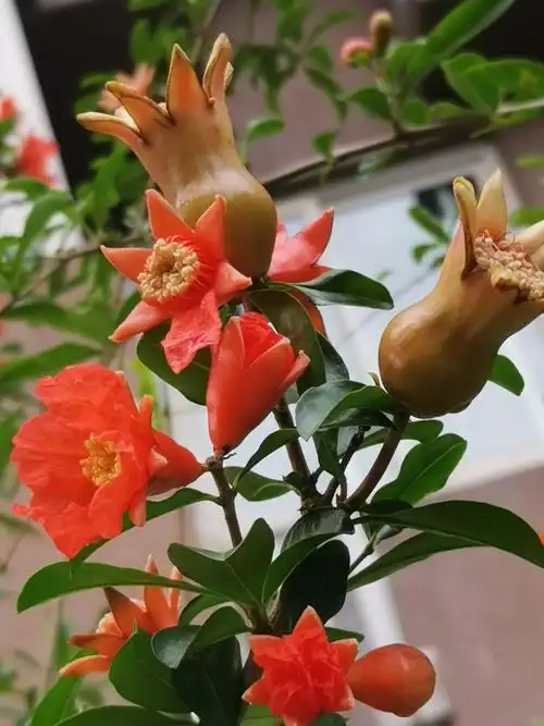 火红耀眼的石榴花,好好漂亮.