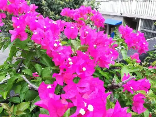 三角梅又到花开时