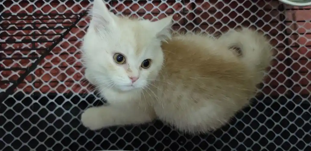 凯米尔渐层品相如何? - 知乎