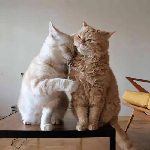 有些人会把撒娇和作划等号,其实撒娇和作是有很大区别的,撒娇通常让