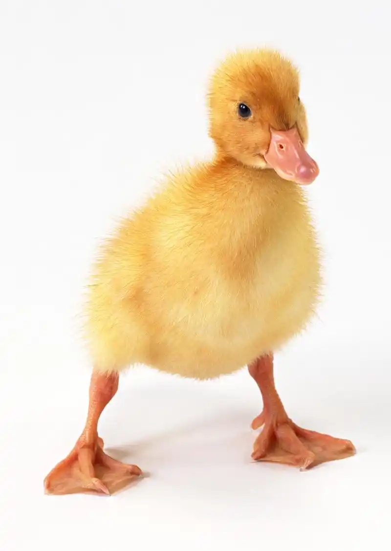 鸭子图片家禽鸭子鸭小鸭崽